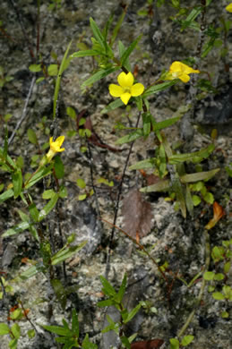 image of Gratiola lutea, Yellow Hedge-hyssop, Golden-pert, Golden Hedge-hyssop