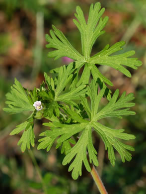 Geranium carolinianum, Carolina Cranesbill