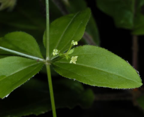 image of Galium circaezans, Forest Bedstraw, Licorice Bedstraw