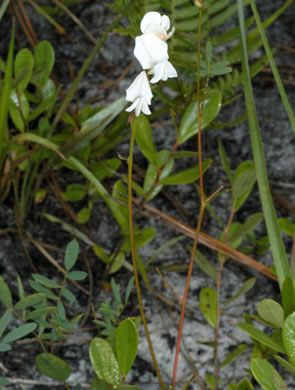 Elliott's Milkpea