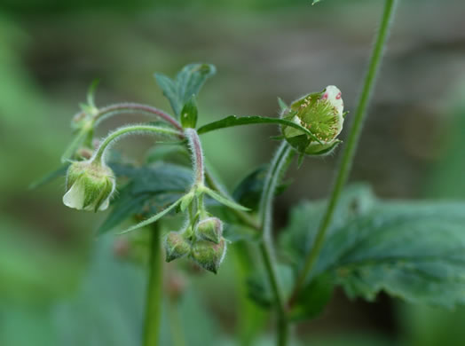 image of Geum geniculatum, Bent Avens