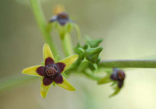 Gonolobus suberosus var. suberosus, Eastern Anglepod