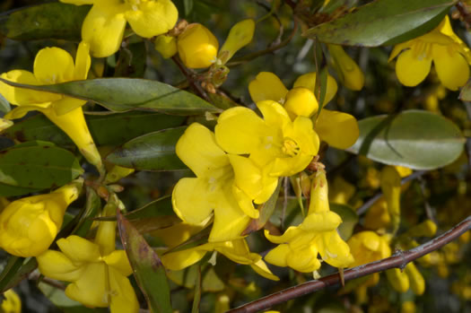 image of Gelsemium sempervirens, Carolina Jessamine, Yellow Jessamine