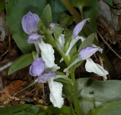 image of Galearis spectabilis, Showy Orchis