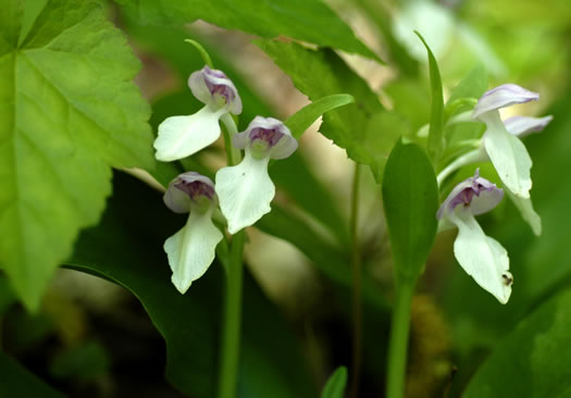 image of Galearis spectabilis, Showy Orchis