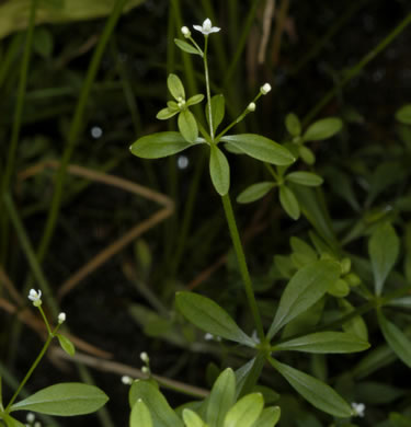 image of Galium tinctorium +, Stiff Marsh Bedstraw, Dye Bedstraw, Three-lobed Bedstraw