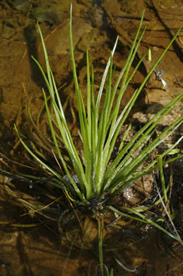 image of Isoetes engelmannii, Engelmann's Quillwort, Appalachian Quillwort