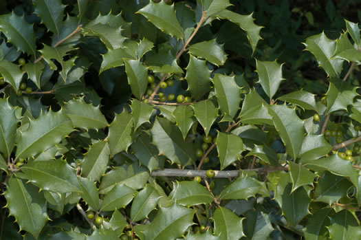 image of Ilex opaca, American Holly, Christmas Holly