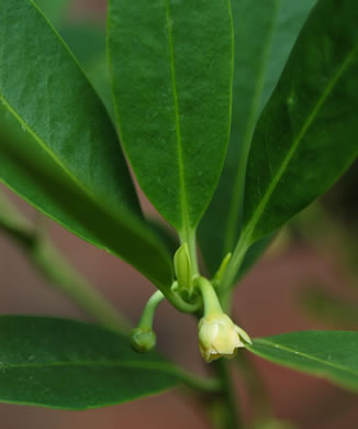 image of Illicium parviflorum, Swamp Star-anise, Yellow Anise-tree, Ocala Anise-tree