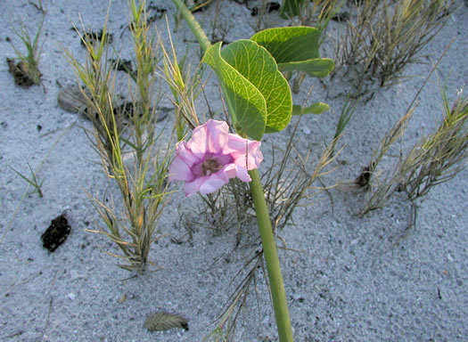 image of Ipomoea brasiliensis, Railroad Vine, Bay Hops, Bay Winders, Goat's-foot