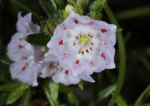 image of Kalmia hirsuta, Hairy Wicky, Kalmiella