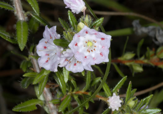 image of Kalmia hirsuta, Hairy Wicky, Kalmiella