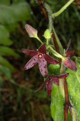 image of Matelea carolinensis, Carolina Spinypod, Climbing Milkweed, Climbing Milkvine, Maroon Carolina Milkvine