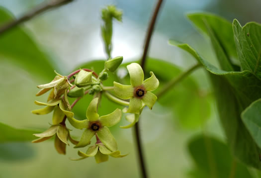 image of Matelea carolinensis, Carolina Spinypod, Climbing Milkweed, Climbing Milkvine, Maroon Carolina Milkvine