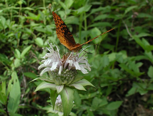 image of Monarda fistulosa +, Wild Bergamot