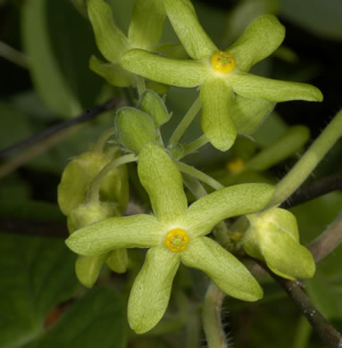 Matelea flavidula, Yellow Spinypod, Yellow Carolina Milkvine