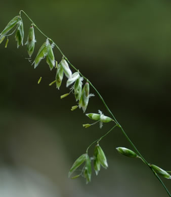 image of Melica mutica, Two-flower Melicgrass