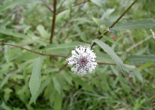 image of Melanthera nivea, Snowy Black-anthers, Snow Squarestem