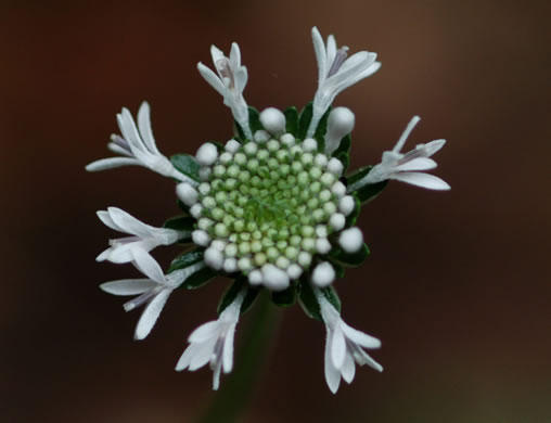 image of Marshallia obovata var. obovata, Piedmont Barbara's-buttons, Spoon-leaved Barbara's-buttons, Spoon-shaped Barbara's-buttons