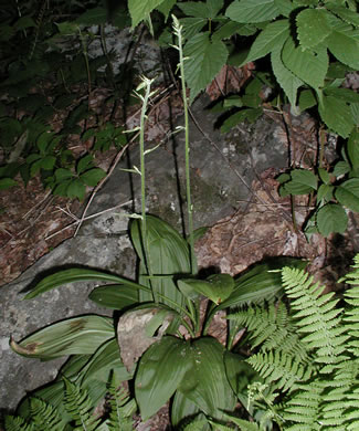 image of Melanthium parviflorum, Mountain Bunchflower, Small-flowered Hellebore, Small False Hellebore, Appalachian Bunchflower