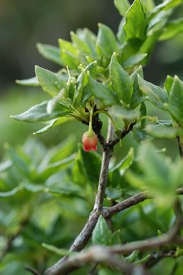 image of Rhododendron pilosum, Minniebush