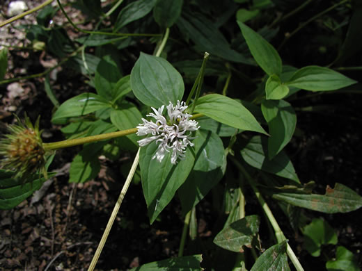 image of Marshallia trinervia, Colonial Barbara's-buttons, Broadleaf Barbara's-buttons