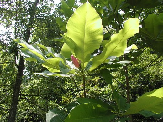 image of Magnolia tripetala, Umbrella Magnolia, Umbrella-tree