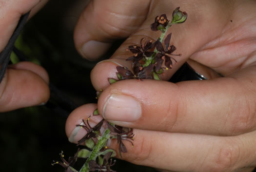 image of Melanthium woodii, Ozark Bunchflower, Wood's False-hellebore