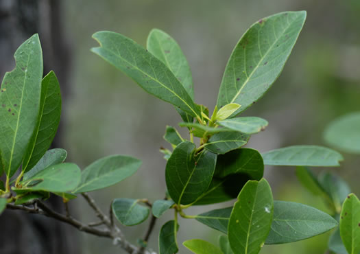 image of Nyssa ursina, Bear Tupelo, Apalachicola Tupelo