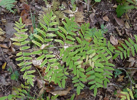 image of Osmunda spectabilis, American Royal Fern