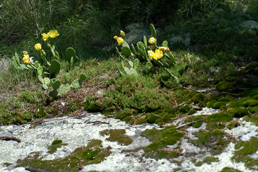 image of Opuntia mesacantha ssp. mesacantha, Eastern Prickly-pear