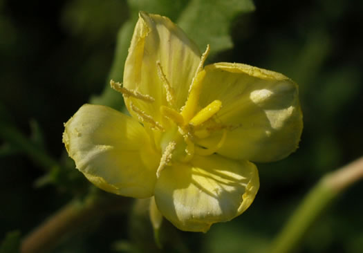 image of Oenothera laciniata, Cutleaf Evening Primrose