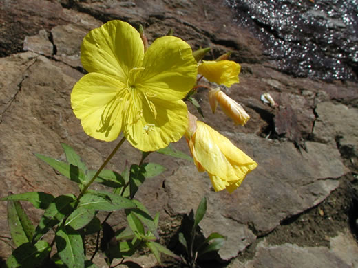 Northern Sundrops