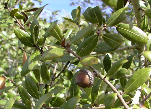 image of Quercus myrtifolia, Myrtle Oak