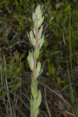 American Chaffseed