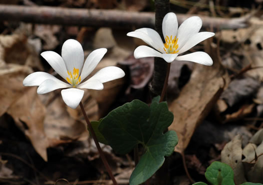 image of Sanguinaria canadensis, Bloodroot, Red Puccoon