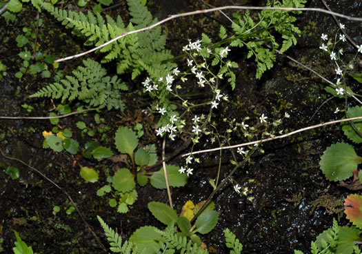 image of Micranthes careyana, Carey's Saxifrage