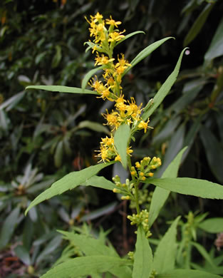 image of Solidago curtisii, Curtis's Goldenrod