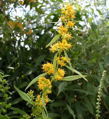 image of Solidago curtisii, Curtis's Goldenrod