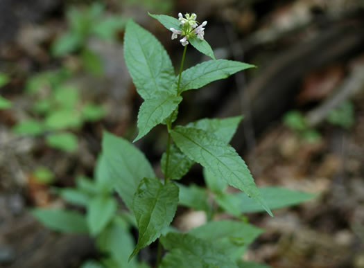 image of Stachys latidens, Broadtooth Hedgenettle