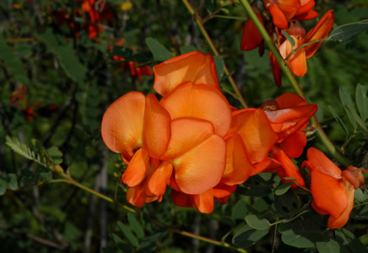 image of Sesbania punicea, Rattlebush, Purple Sesban, Scarlet Wisteria-tree, Red Sesban