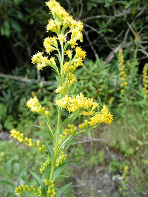 image of Solidago simulans, Granite Dome Goldenrod, Cliffside Goldenrod