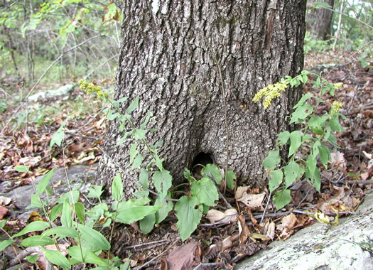 image of Solidago sphacelata, Heartleaf Goldenrod, False Goldenrod, Limestone Goldenrod, Autumn Goldenrod