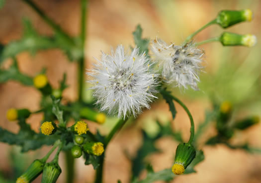 image of Senecio vulgaris, Groundsel