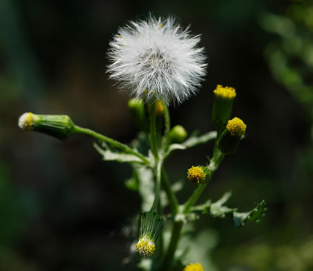 image of Senecio vulgaris, Groundsel