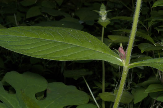 image of Triosteum aurantiacum var. aurantiacum, Orange-fruited Horse-gentian