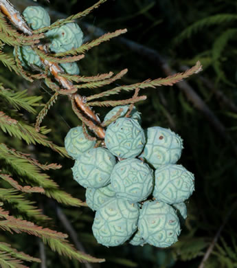 Taxodium distichum, Bald Cypress