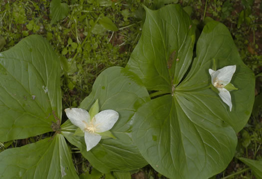 image of Trillium flexipes, Bent Trillium, Bent White Trillium, Bentstalk Trillium, Drooping Trillium