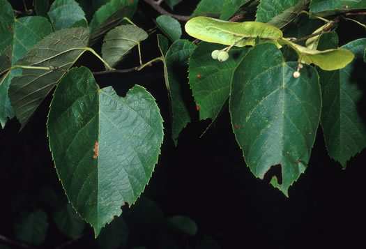 image of Tilia americana var. heterophylla, Mountain Basswood, White Basswood