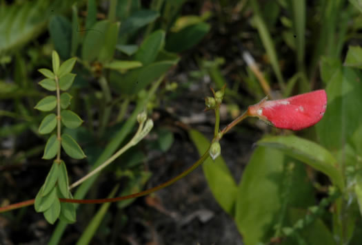 image of Tephrosia hispidula, Sprawling Hoary-pea